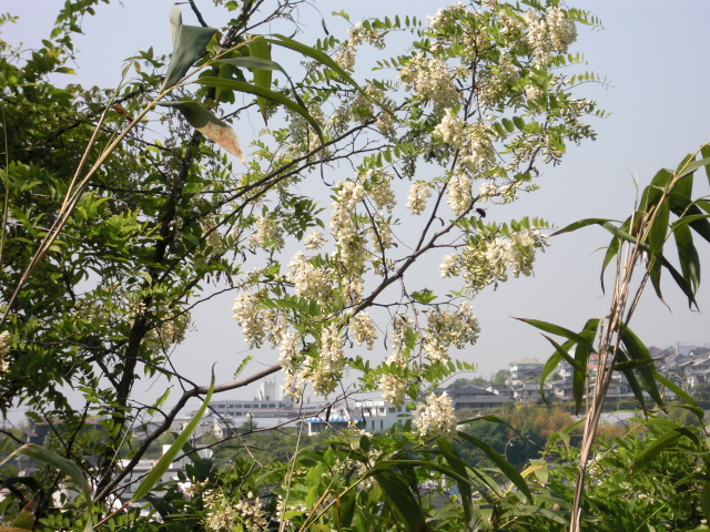 e0125014_15261167.jpg