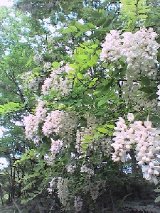 a0098027_1723340.jpg