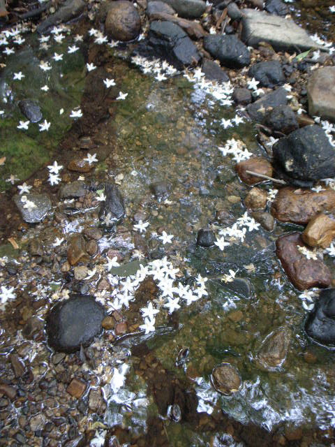 d0105133_2048340.jpg