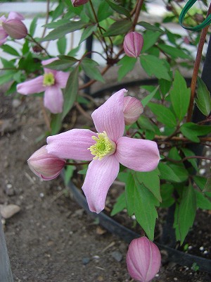 f0205733_23141255.jpg
