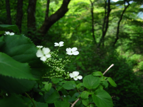c0179351_2114431.jpg