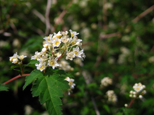 c0179351_21164453.jpg