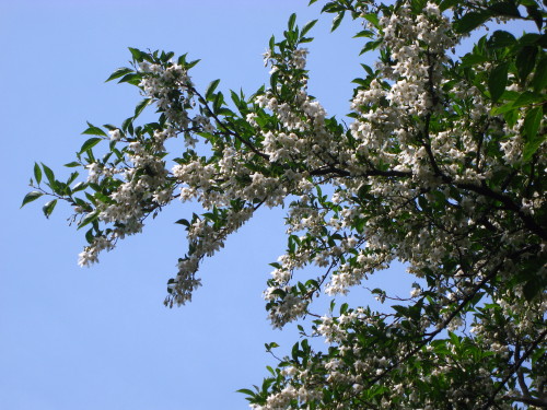c0179351_21175475.jpg