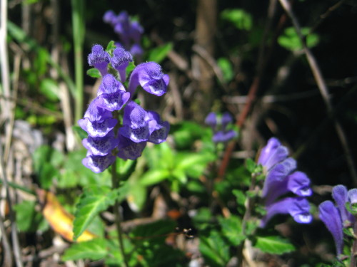 c0179351_2192569.jpg