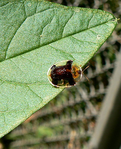 d0091754_20485917.jpg