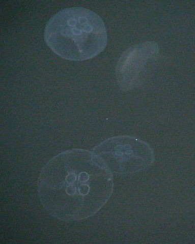 e0129656_21481740.jpg