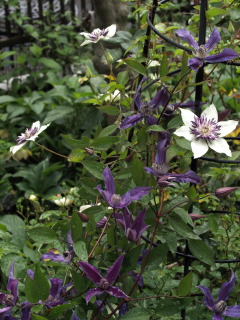 e0105760_6592628.jpg