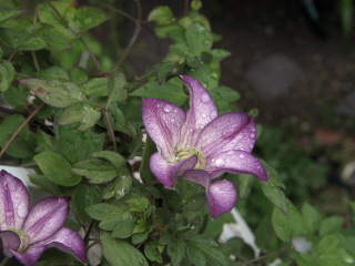 e0105760_72110.jpg