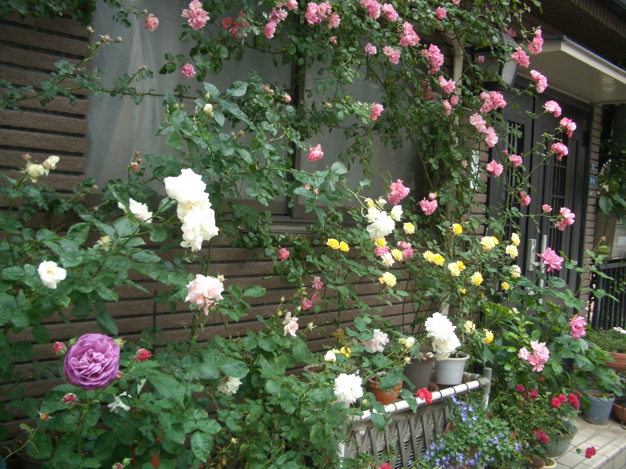 b0177169_16421945.jpg
