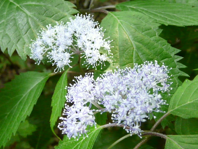 e0145782_7444264.jpg