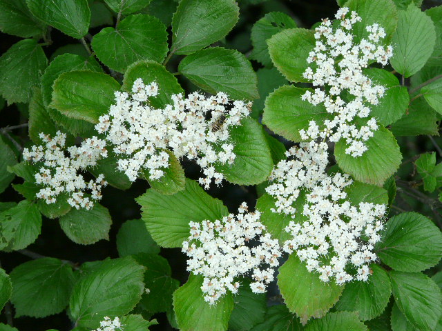 e0145782_7505922.jpg
