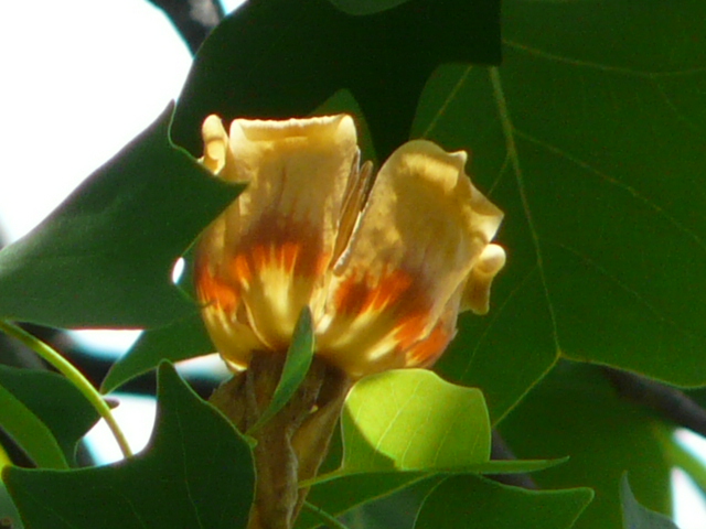 e0145782_752895.jpg