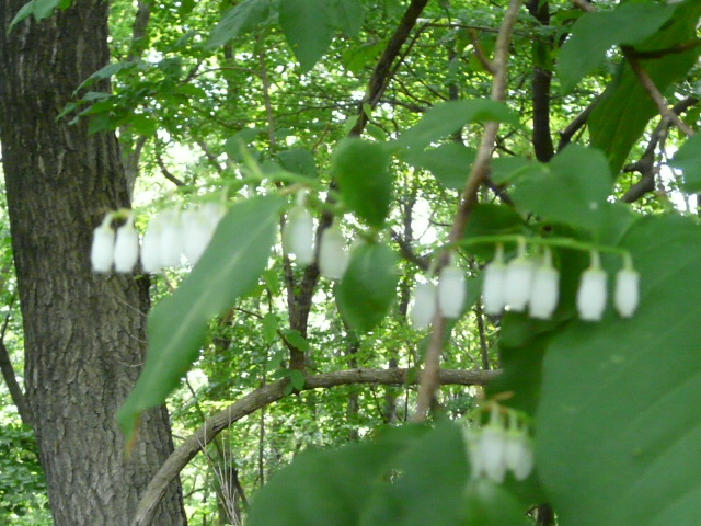 e0145782_7541021.jpg