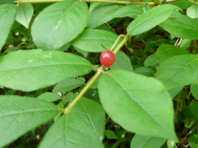 e0145782_7545455.jpg