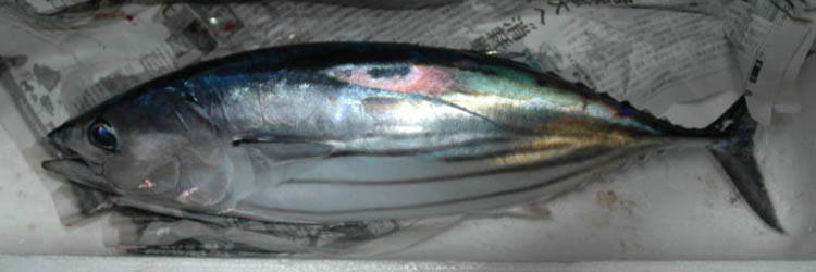 c0170789_144873.jpg
