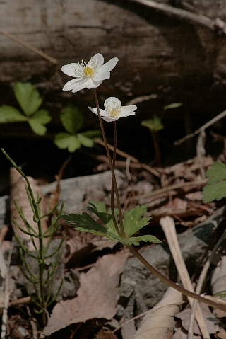 d0133693_12255026.jpg