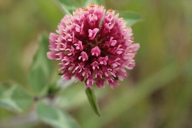 d0133693_1226049.jpg
