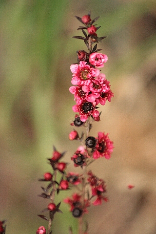 d0133693_12264427.jpg