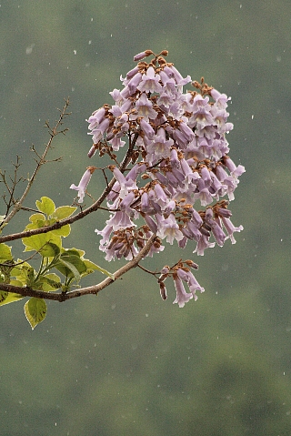 d0133693_1226776.jpg