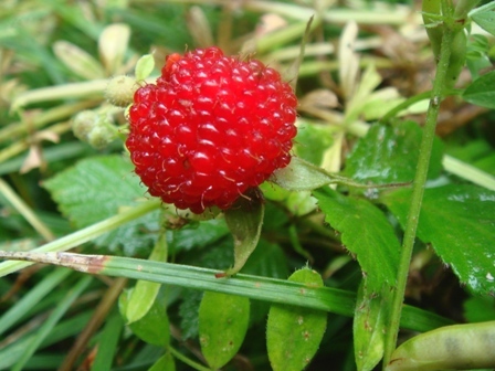 e0111793_13241100.jpg