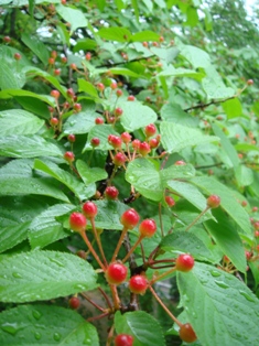 e0111793_13385515.jpg
