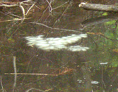 b0099994_12333030.jpg