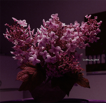 e0174194_2035270.jpg