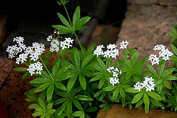 f0051194_1246069.jpg