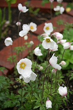f0051194_12512261.jpg