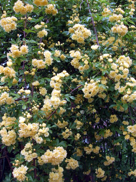 f0019498_1445713.jpg