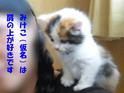 f0008935_919957.gif