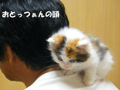 f0008935_99177.gif