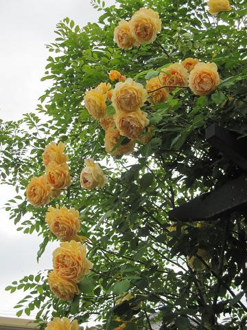 e0110038_21413443.jpg