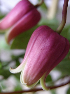 e0118257_19405793.jpg