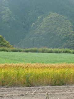 f0055264_2118949.jpg