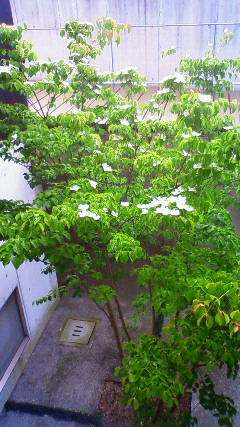 e0002466_12424556.jpg