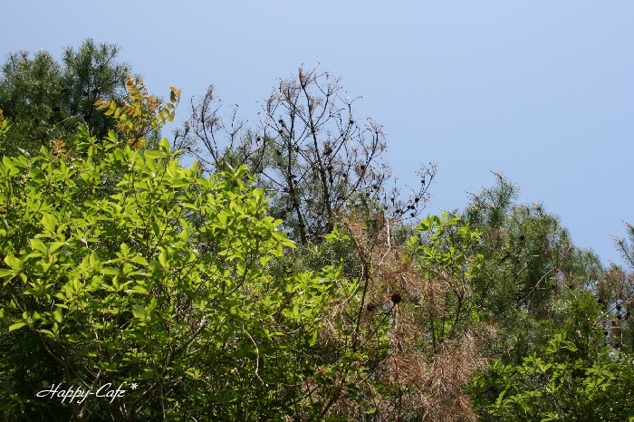 e0148667_16401.jpg
