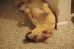 f0004775_7101789.jpg