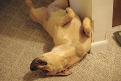 f0004775_7104851.jpg