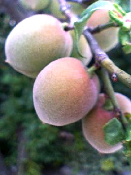 f0054677_8422442.jpg