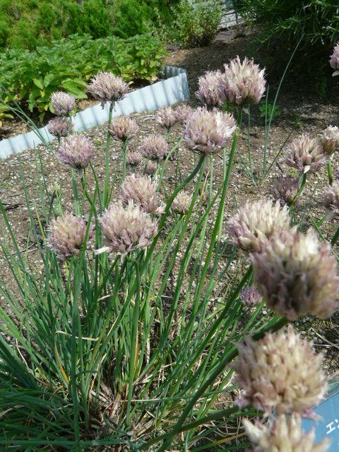 e0145782_6124528.jpg
