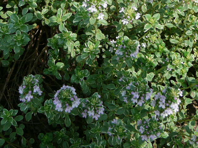 e0145782_674643.jpg