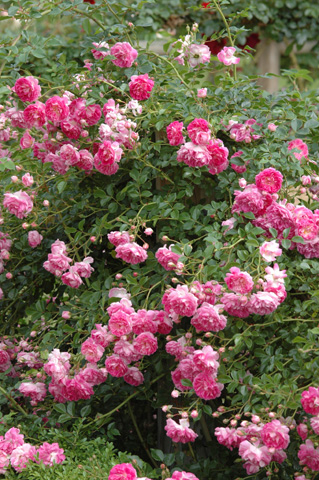 c0026690_2334565.jpg