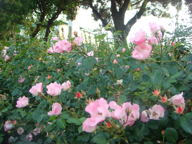 f0137694_1213457.jpg