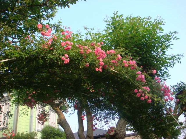 f0137694_12202357.jpg
