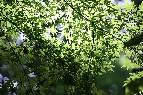 e0121110_2365145.jpg