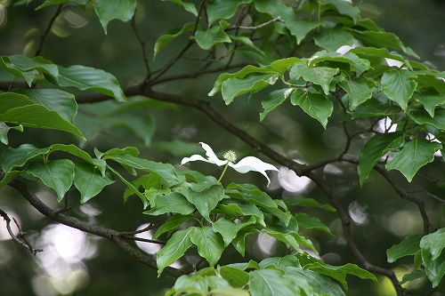 e0121110_2394662.jpg