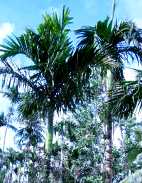 a0043520_22141838.jpg