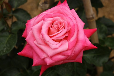 e0162524_12214353.jpg