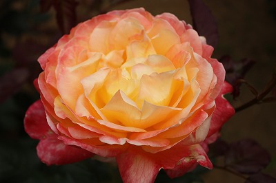 e0162524_12214929.jpg